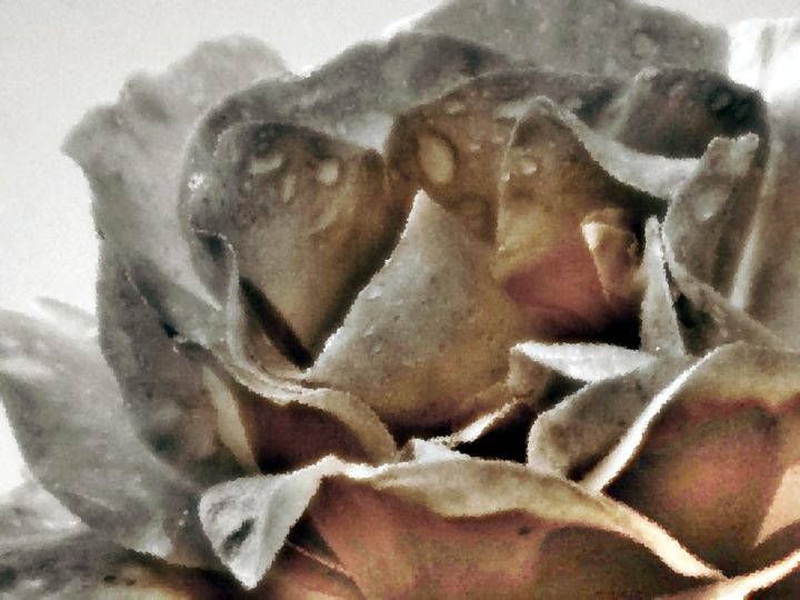 Photography titled "Roses avec gouttes" by Sophie Uguet, Original Artwork, Digital Photography