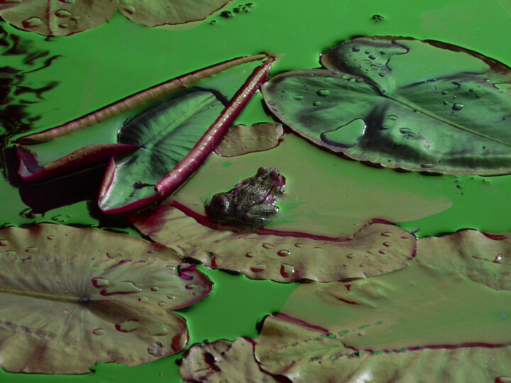 Photographie intitulée "king-frog" par Sorin Niculae Lazar, Œuvre d'art originale