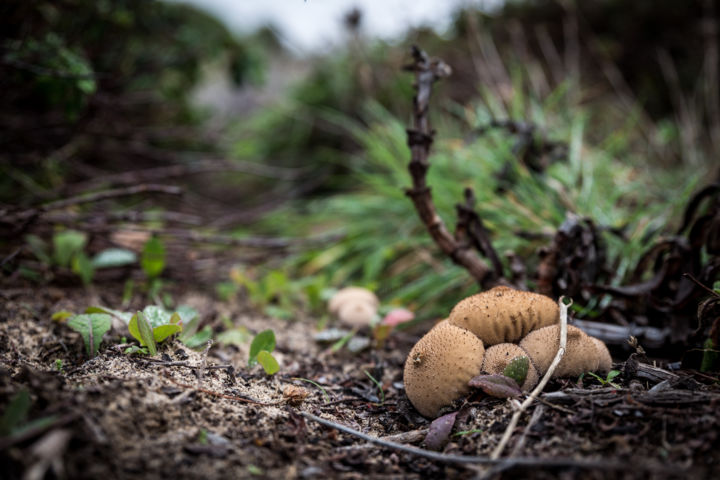 Photography titled "champignons sauvages" by Adam Bahia, Original Artwork, Digital Photography