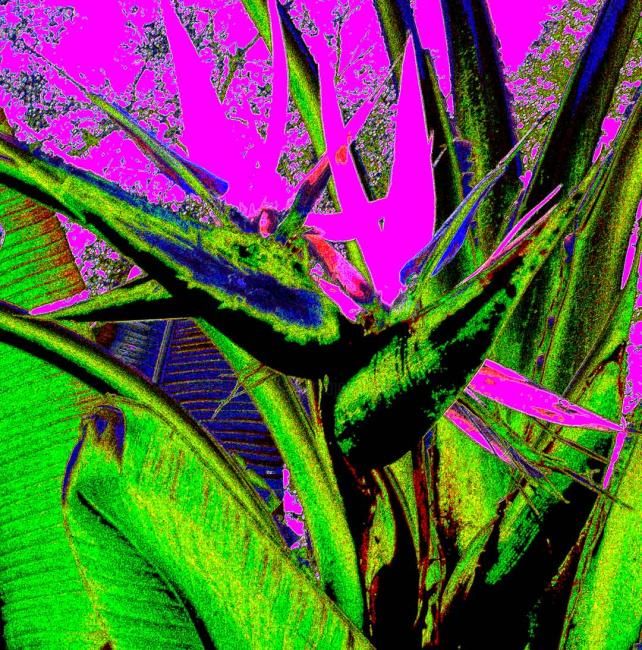 Digitale Kunst mit dem Titel "Pink Paradise Plant" von Cecil Herring, Original-Kunstwerk, Digitale Malerei