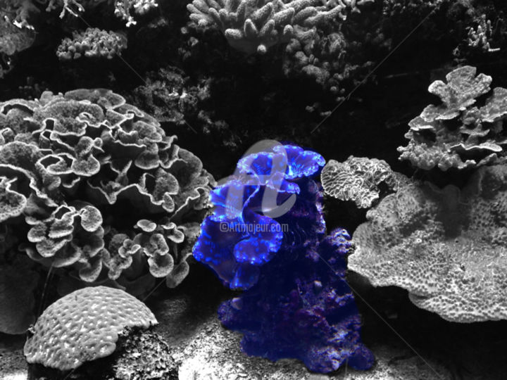 Fotografia intitolato "purple coral color…" da Splash, Opera d'arte originale