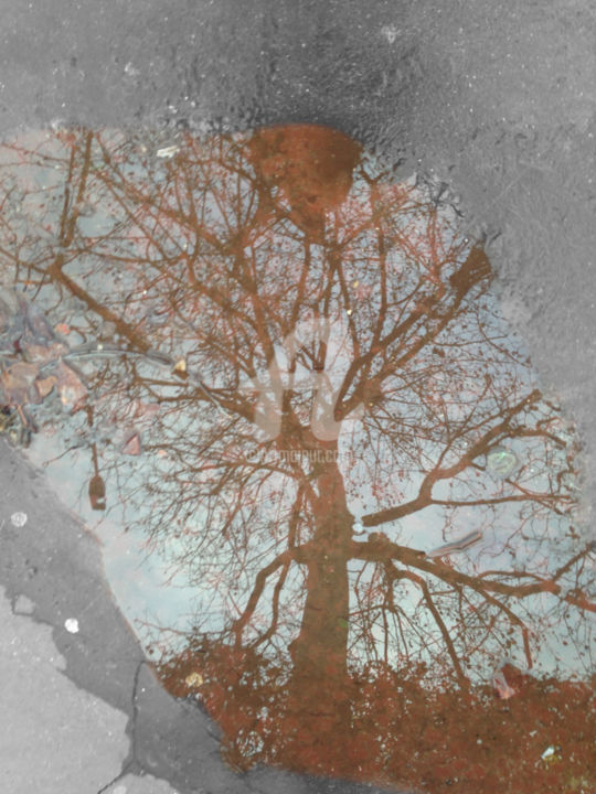 Photographie intitulée "the roots color spl…" par Splash, Œuvre d'art originale