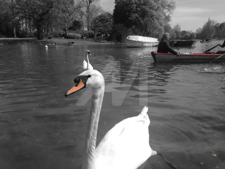 Fotografia intitolato "swan color splash" da Splash, Opera d'arte originale