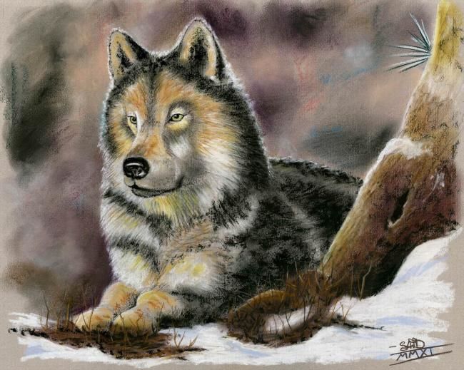 Ζωγραφική με τίτλο "Loup dans la neige" από Saïd Serge Berkane, Αυθεντικά έργα τέχνης