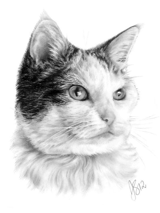 Drawing titled "cat-pencil-pet-port…" by Anna Shipstone, Original Artwork, Other