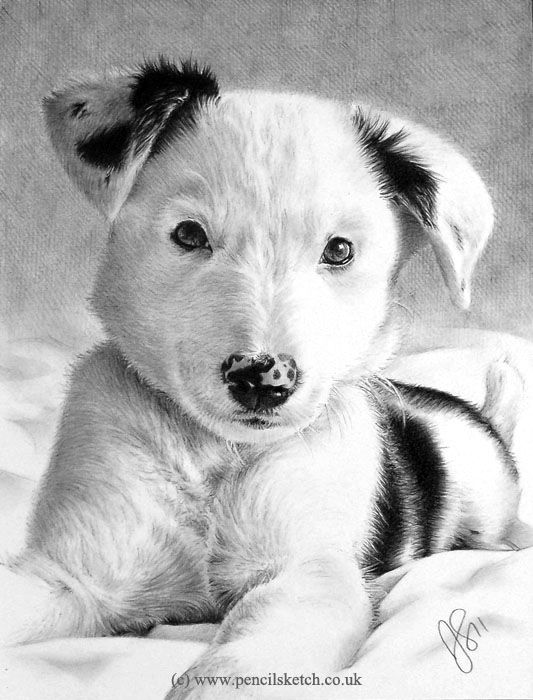 Dessin intitulée "puppy-pet-portrait.…" par Anna Shipstone, Œuvre d'art originale, Autre