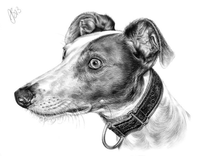 Drawing titled "pet-pencil-portrait…" by Anna Shipstone, Original Artwork, Other