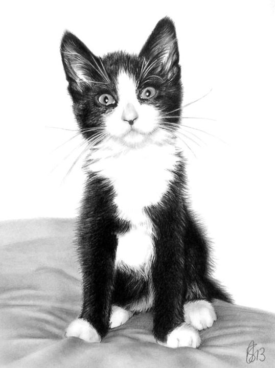 Drawing titled "kitten-pet-portrait…" by Anna Shipstone, Original Artwork, Other