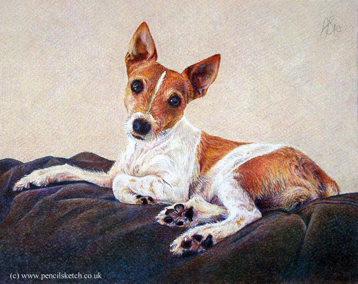 Drawing titled "dog-portrait-5.jpg" by Anna Shipstone, Original Artwork, Other