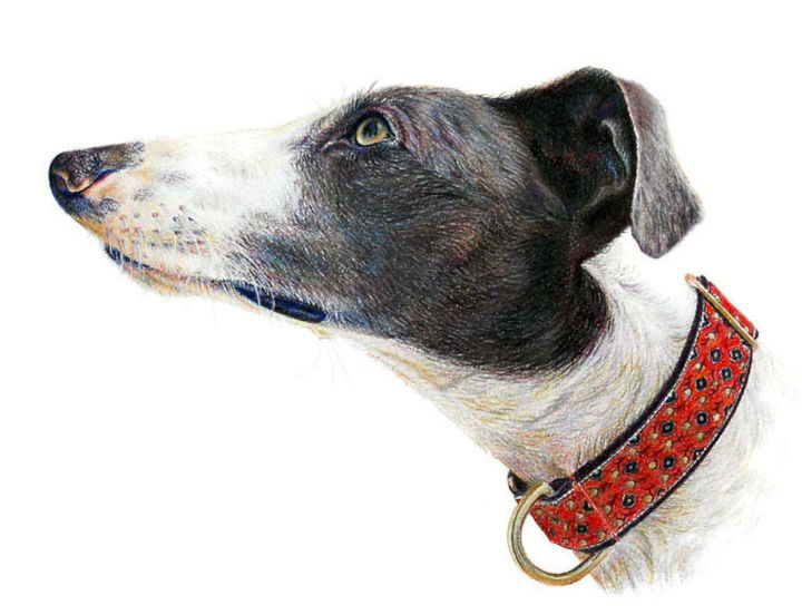 Desenho intitulada "dog-portrait-3.jpg" por Anna Shipstone, Obras de arte originais, Outro