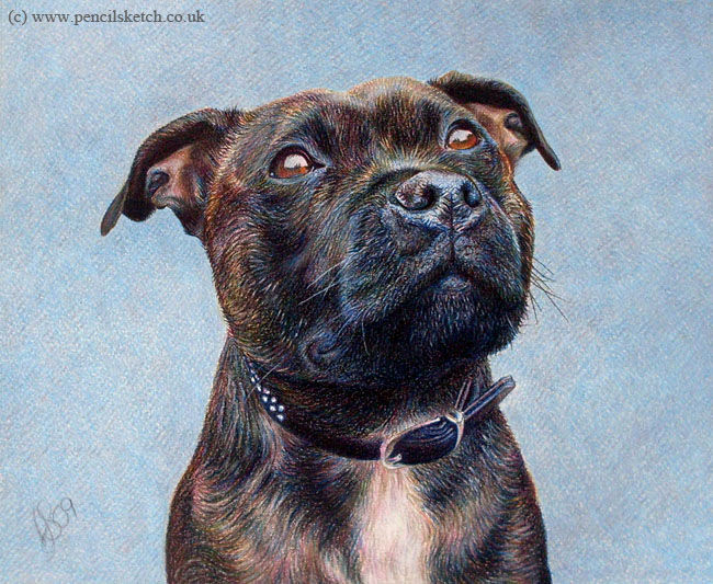 Dibujo titulada "dog-pet-portrait.jpg" por Anna Shipstone, Obra de arte original, Otro