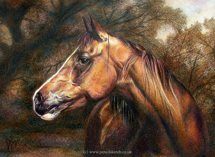 Dibujo titulada "horse-portrait-2.jpg" por Anna Shipstone, Obra de arte original, Otro