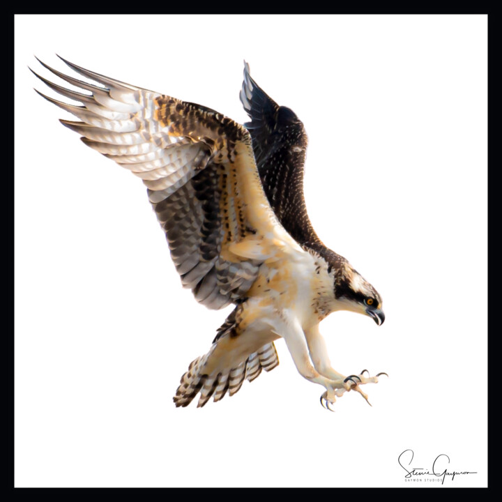 Photography titled "osprey diving" by Gaymon Studios Stevie Gaymon, Original Artwork, Digital Photography Mounted on Other r…