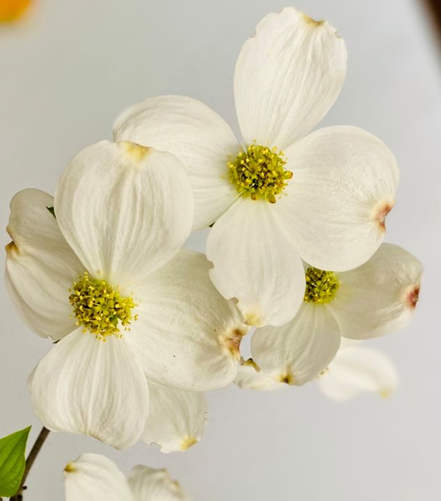 Photography titled "White flowers" by Srujana Gade, Original Artwork, Non Manipulated Photography