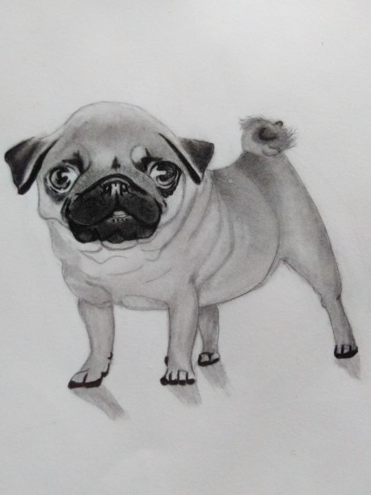 Baby Pug, Dibujo por Shira Sadie | Artmajeur