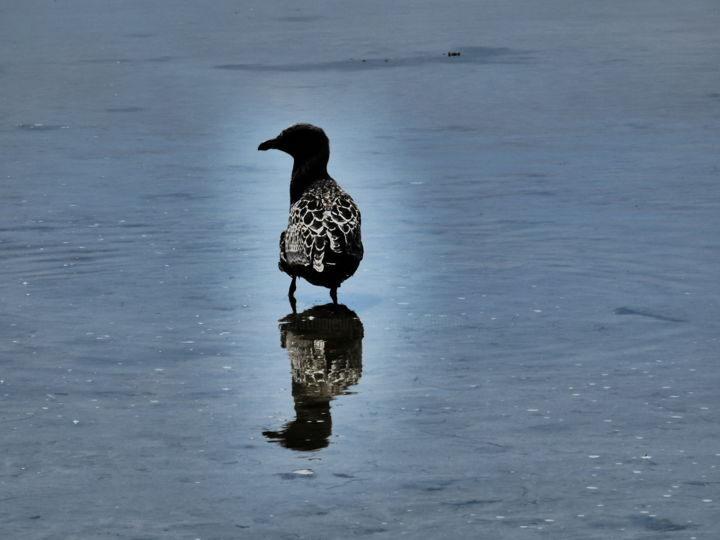 Photography titled "Free Bird" by Stacey Harris, Original Artwork, Digital Photography