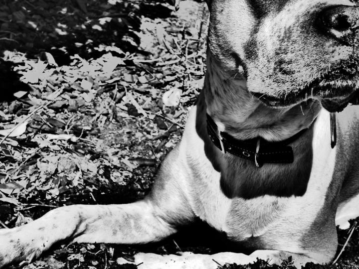 "Parker in Dirt" başlıklı Fotoğraf Stacey Harris tarafından, Orijinal sanat, Dijital Fotoğrafçılık