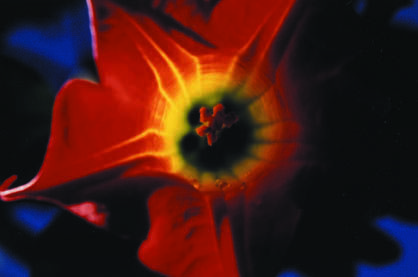 Photographie intitulée "Power Flower" par Peter Steele, Œuvre d'art originale