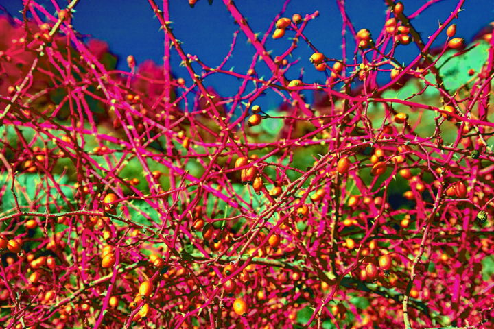 Photographie intitulée "Vegetal Infra Gate" par Steevens Hill, Œuvre d'art originale, Photographie numérique