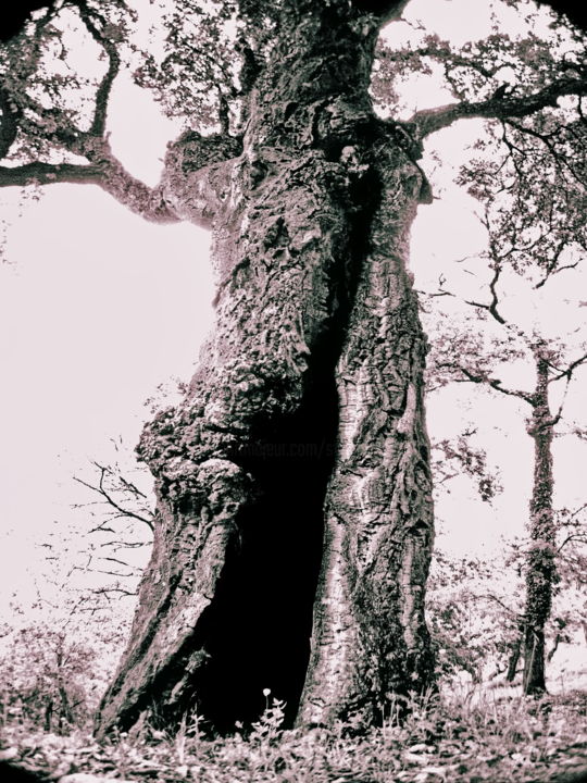 Fotografia zatytułowany „Tree's Darkness” autorstwa Steevens Hill, Oryginalna praca, Fotografia cyfrowa