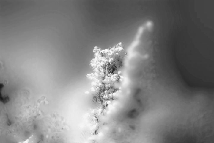 Photographie intitulée "Snow for Spring" par Steevens Hill, Œuvre d'art originale, Photographie numérique
