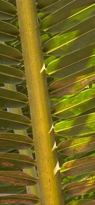 Fotografie getiteld "Palm" door Stefan Heinz, Origineel Kunstwerk, Digitale fotografie