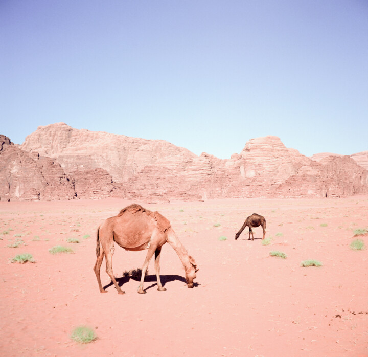 Photography titled "Camels of the Red D…" by Stefana Savic, Original Artwork, Analog photography