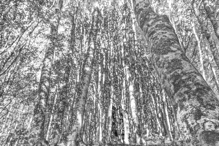 摄影 标题为“alberi” 由Stefano Roberto Salvioli, 原创艺术品, 数码摄影