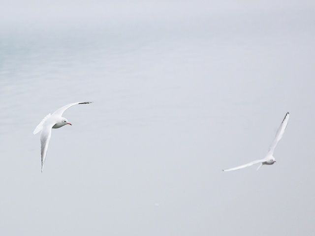 Fotografia intitolato "VOLI FLIGHTS 06" da Stefano Ceretti, Opera d'arte originale