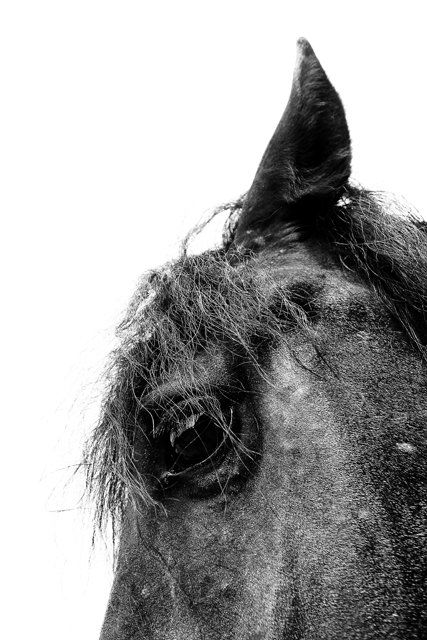 Fotografia intitolato "HORSE 3" da Stefano Ceretti, Opera d'arte originale