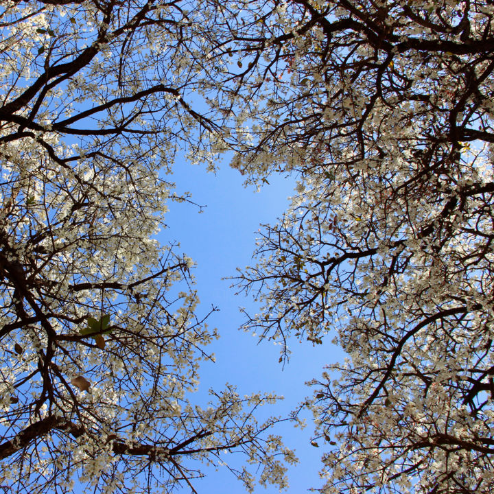 Fotografia intitulada "SM - Árvore Branca…" por Stela & Marcos, Obras de arte originais, Fotografia digital