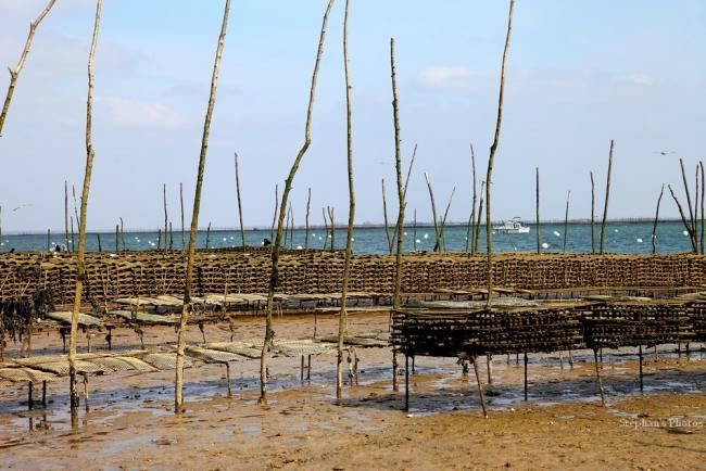 Photographie intitulée "Les Huîtres du Bass…" par Stéphan Bosc, Œuvre d'art originale,