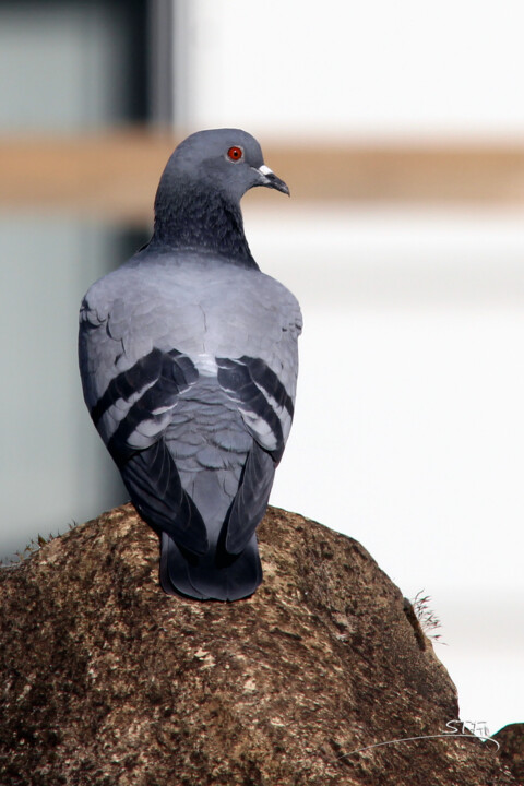 Photographie intitulée "Gris pigeon (Pigeon…" par Stéphane Etienne, Œuvre d'art originale