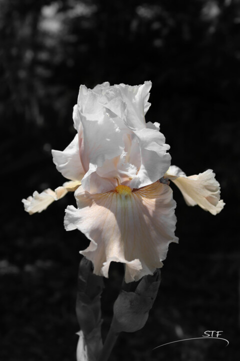 Photography titled "Iris 07." by Stéphane Etienne, Original Artwork