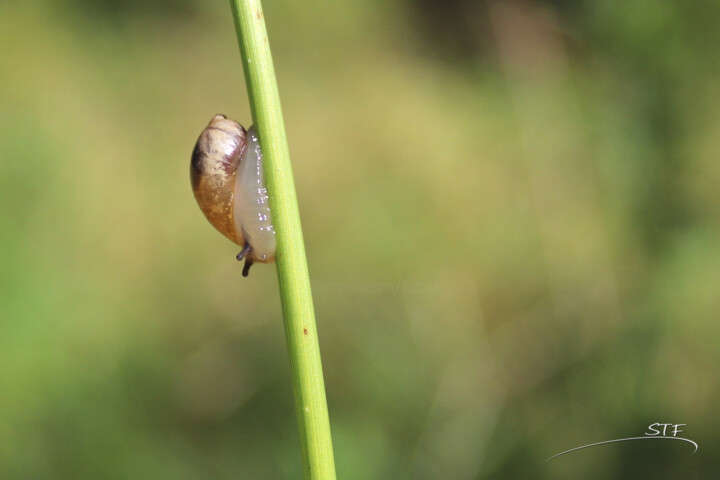 Fotografia intitolato "Micro escargot." da Stéphane Etienne, Opera d'arte originale