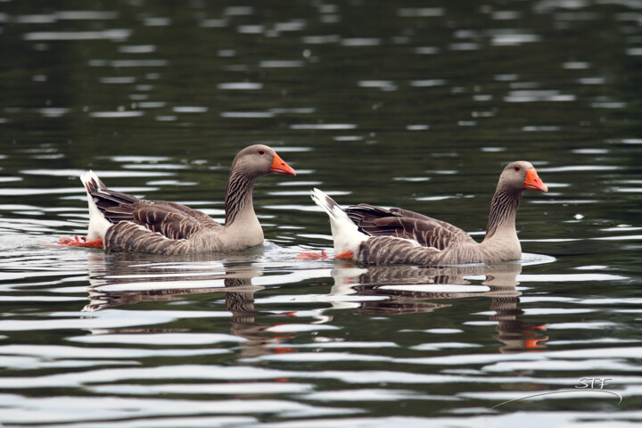 Photography titled "Sortie en couple." by Stéphane Etienne, Original Artwork