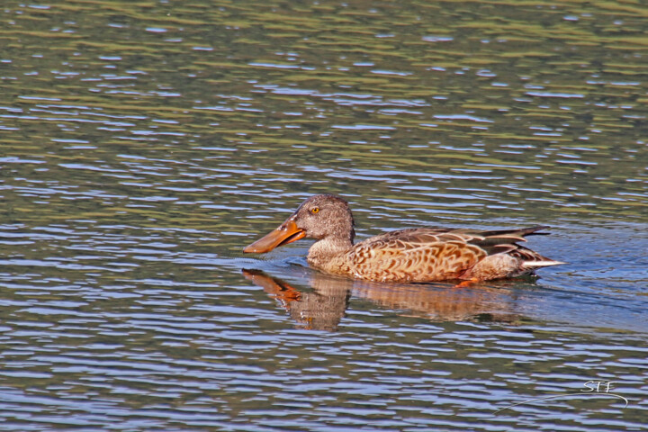 Photography titled "Canard souchet." by Stéphane Etienne, Original Artwork