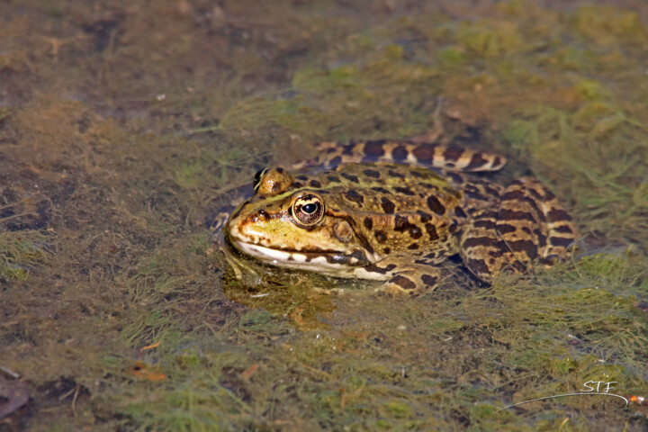 Fotografia zatytułowany „Grenouille du Biodi…” autorstwa Stéphane Etienne, Oryginalna praca