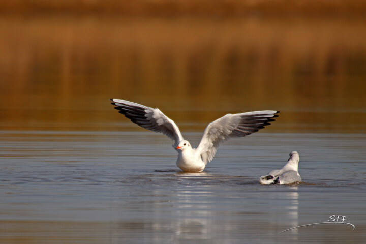 Photography titled "Étirement des ailes…" by Stéphane Etienne, Original Artwork