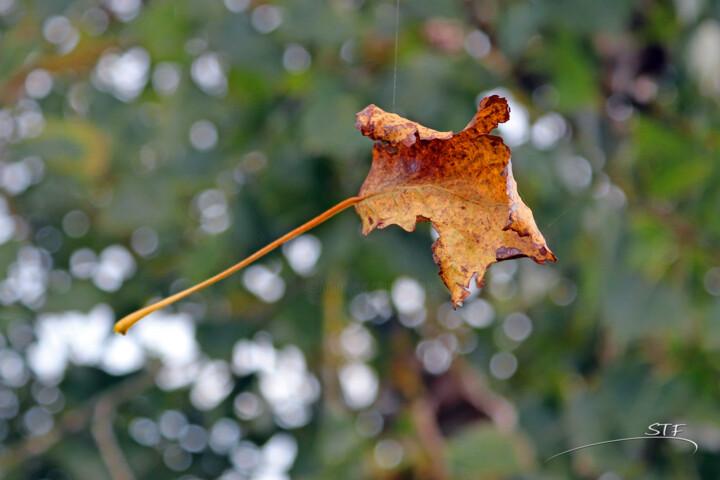 Photography titled "Quand tombe l'autom…" by Stéphane Etienne, Original Artwork