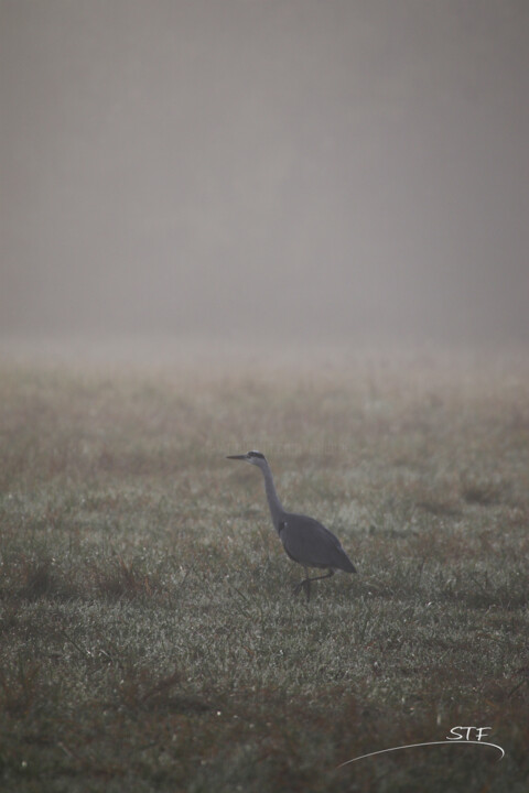 Photography titled "Héron dans la brume." by Stéphane Etienne, Original Artwork