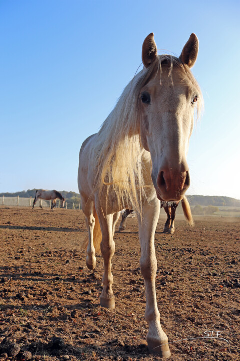 Fotografie getiteld "L'enclos a chevaux…" door Stéphane Etienne, Origineel Kunstwerk, Digitale fotografie