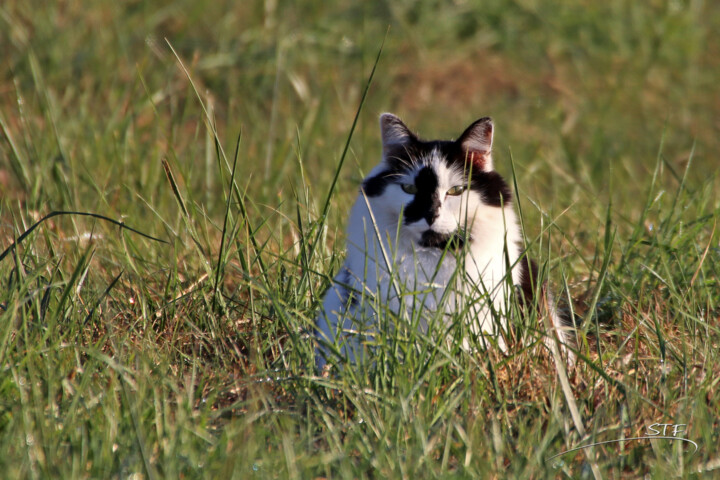 Photography titled "Chat sera toi qui b…" by Stéphane Etienne, Original Artwork, Digital Photography