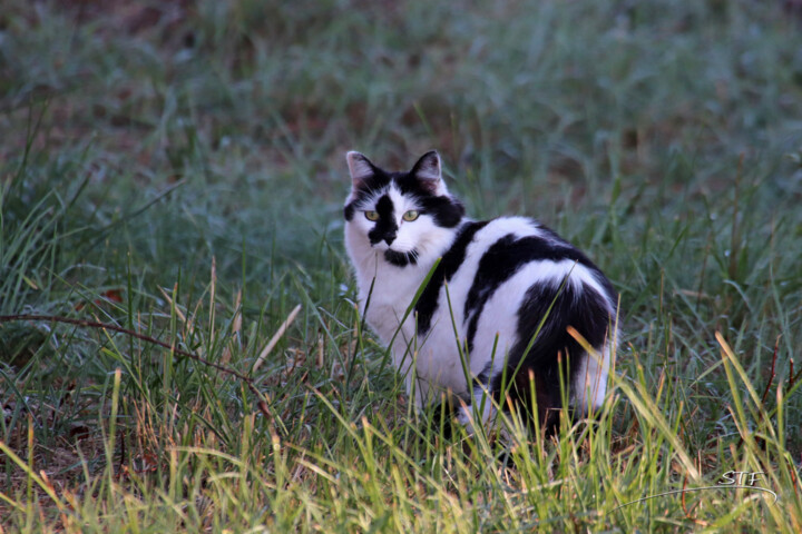 Photography titled "Chat en noir et bla…" by Stéphane Etienne, Original Artwork, Digital Photography