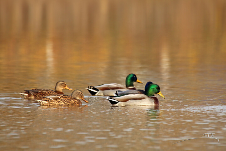 Photography titled "Quand les canards j…" by Stéphane Etienne, Original Artwork, Digital Photography