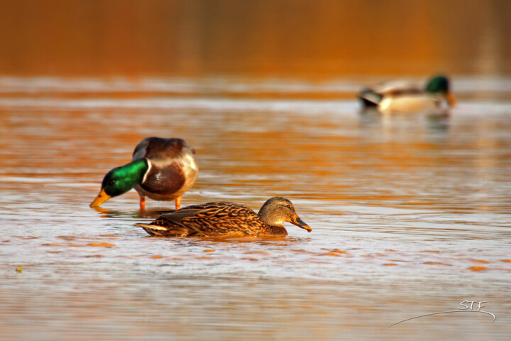 Fotografia zatytułowany „Quand les canards j…” autorstwa Stéphane Etienne, Oryginalna praca, Fotografia cyfrowa