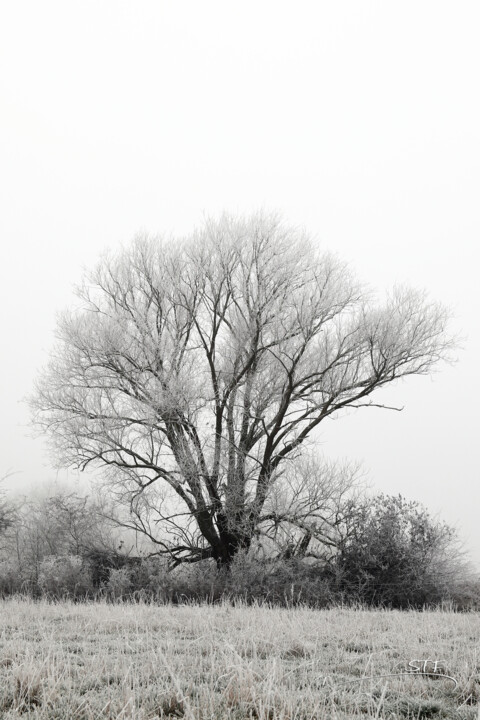 Photography titled "L'arbre de givre re…" by Stéphane Etienne, Original Artwork, Digital Photography