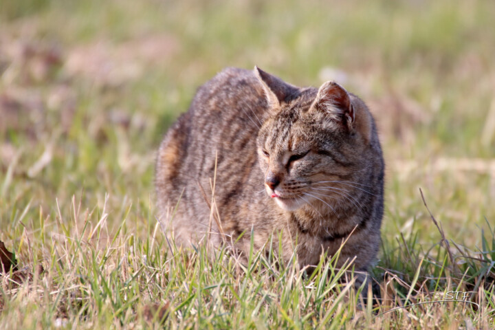 Photographie intitulée "Chat chasse le mulo…" par Stéphane Etienne, Œuvre d'art originale, Photographie numérique