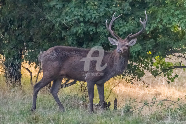 Photography titled "Cerf 2 .jpg" by Stéphane Muzzin, Original Artwork