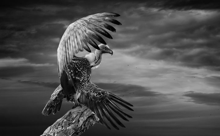 The white backed vulture spreading its wings photography 45x27 82x0 1
